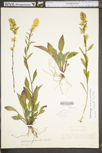 Solidago roanensis image