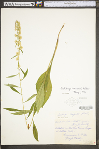 Solidago roanensis image