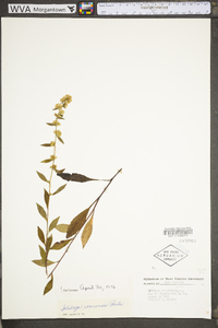 Solidago roanensis image