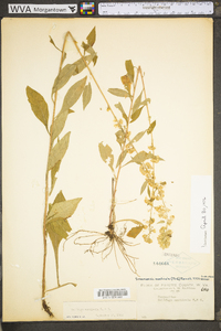 Solidago roanensis image