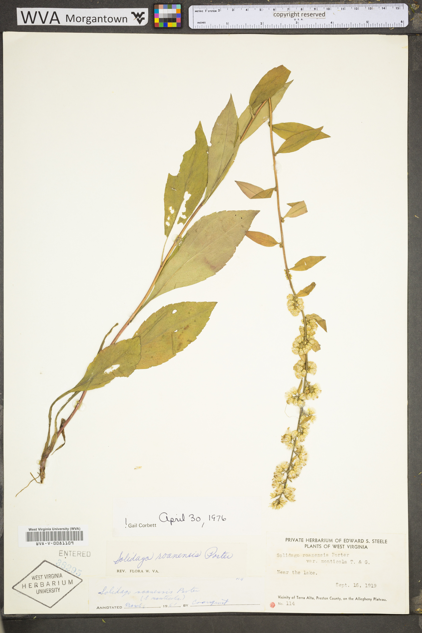 Solidago roanensis image