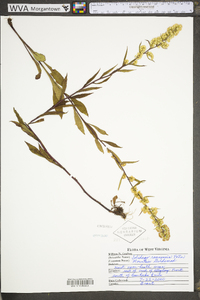 Solidago roanensis image