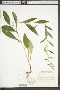 Solidago roanensis image