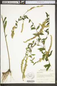 Solidago rugosa subsp. aspera image