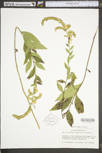 Solidago rugosa subsp. aspera image