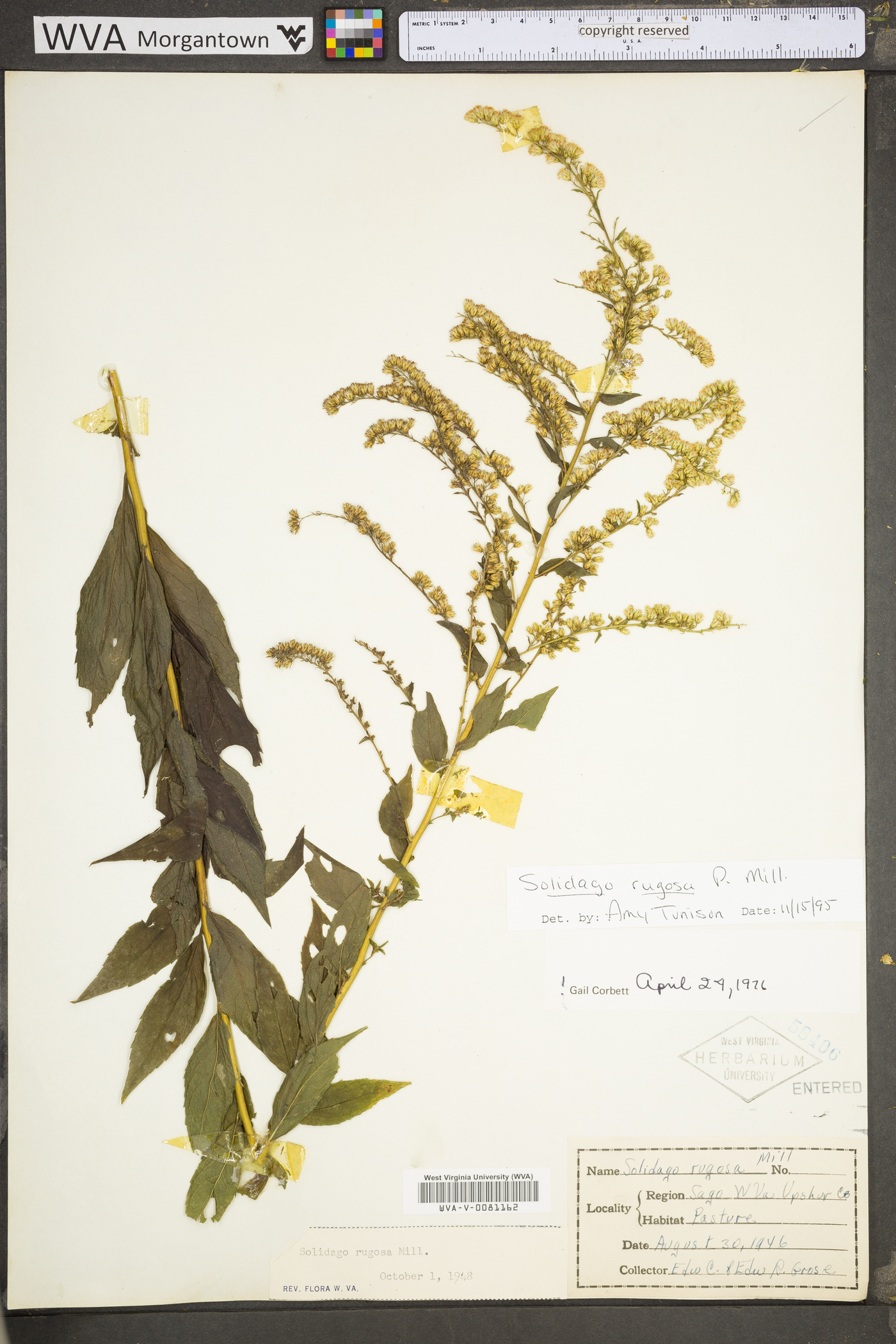 Solidago rugosa subsp. rugosa var. rugosa image