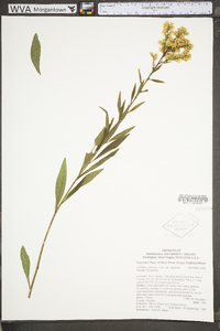 Solidago speciosa image