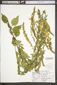 Solidago sphacelata image