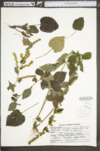 Solidago sphacelata image
