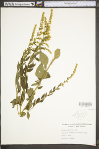 Solidago sphacelata image