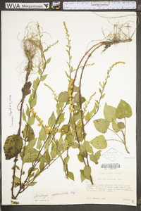 Solidago sphacelata image