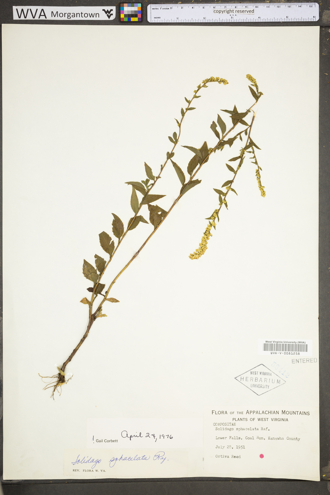 Solidago sphacelata image