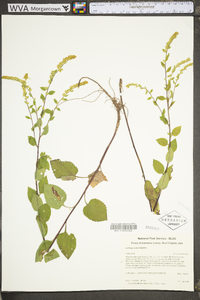 Solidago sphacelata image