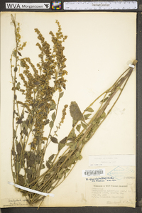 Solidago sphacelata image