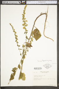 Solidago sphacelata image