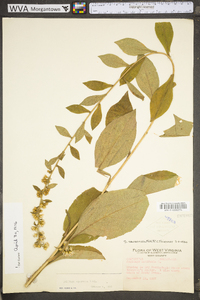 Solidago squarrosa image