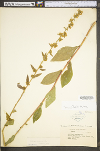 Solidago squarrosa image