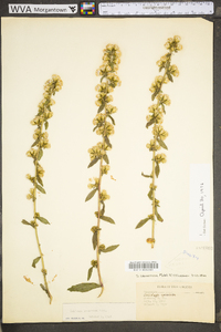 Solidago squarrosa image