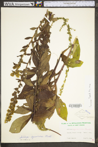 Solidago squarrosa image