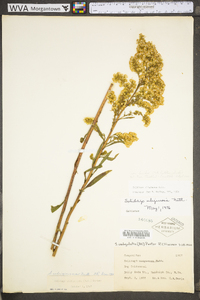 Solidago uliginosa var. linoides image