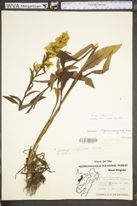 Solidago uliginosa var. linoides image