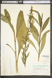 Solidago uliginosa var. linoides image