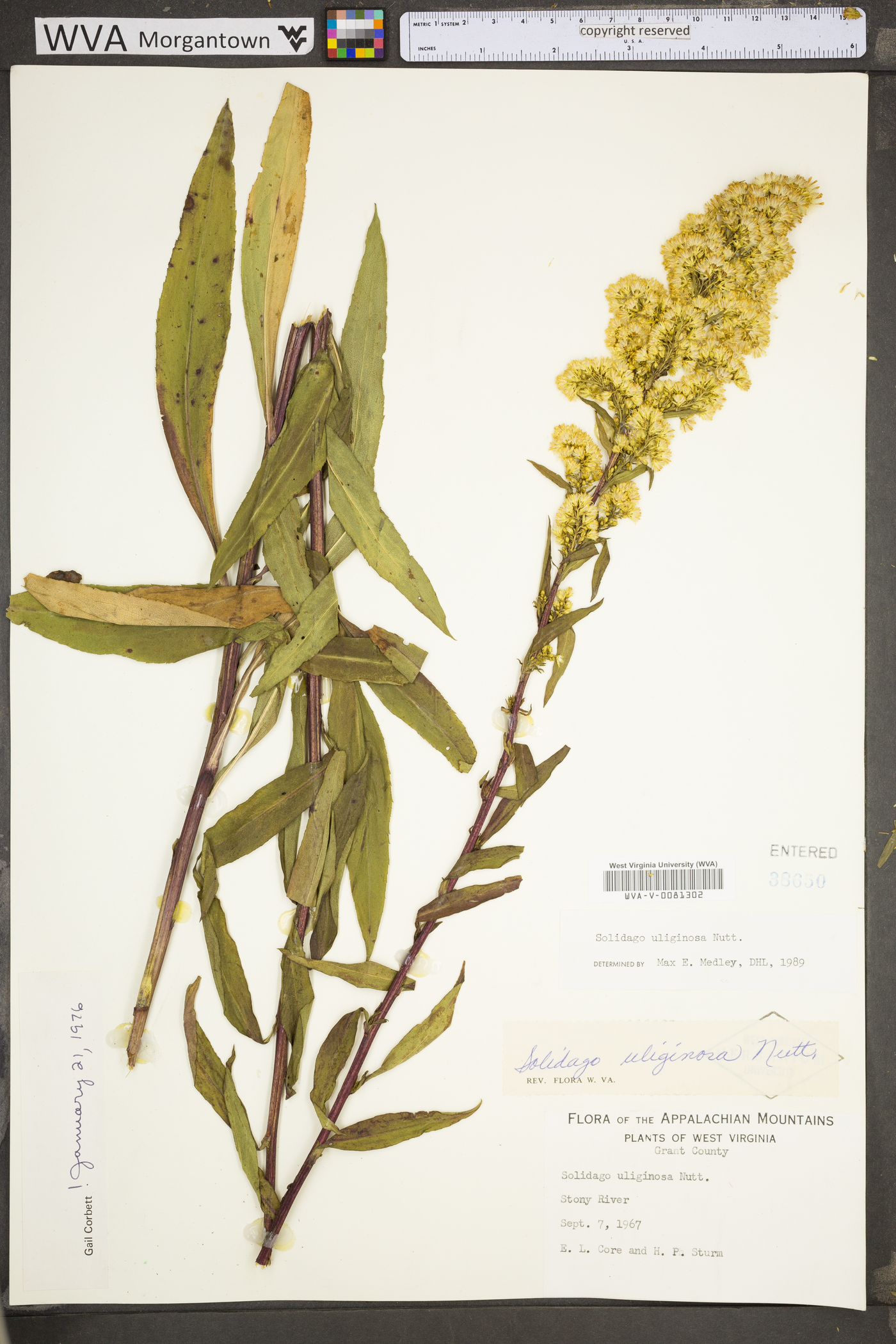 Solidago uliginosa var. uliginosa image