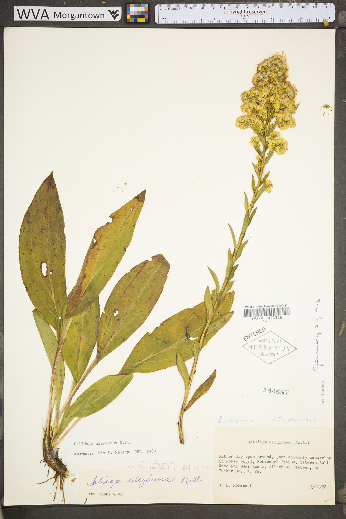 Solidago uliginosa var. uliginosa image