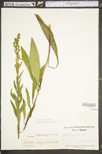 Solidago uliginosa var. uliginosa image