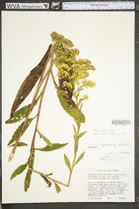 Solidago uliginosa var. uliginosa image