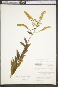 Solidago ulmifolia var. ulmifolia image