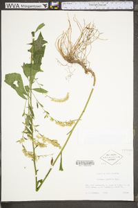 Solidago ulmifolia var. ulmifolia image