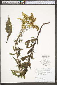 Solidago ulmifolia var. ulmifolia image