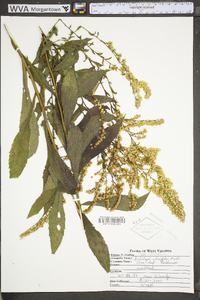 Solidago ulmifolia var. ulmifolia image