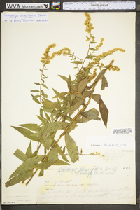 Solidago ulmifolia var. ulmifolia image