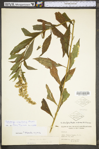 Solidago ulmifolia var. ulmifolia image