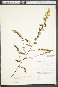 Solidago ulmifolia var. ulmifolia image