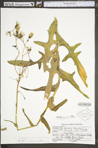 Sonchus oleraceus image