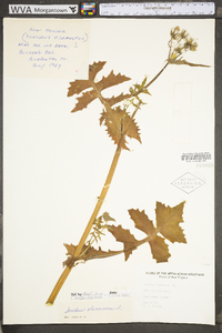 Sonchus oleraceus image