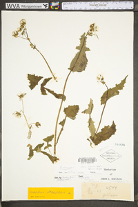 Sonchus oleraceus image