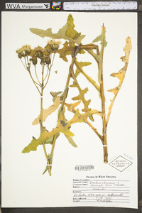 Sonchus oleraceus image