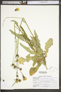 Sonchus oleraceus image