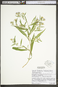 Symphyotrichum lanceolatum subsp. lanceolatum var. lanceolatum image