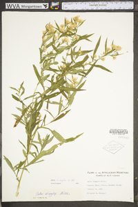 Symphyotrichum lanceolatum subsp. lanceolatum var. lanceolatum image