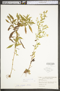 Symphyotrichum lanceolatum subsp. lanceolatum var. lanceolatum image