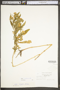 Symphyotrichum lanceolatum subsp. lanceolatum var. lanceolatum image