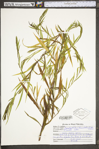 Symphyotrichum lanceolatum subsp. lanceolatum var. lanceolatum image