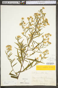 Symphyotrichum lanceolatum subsp. lanceolatum var. lanceolatum image