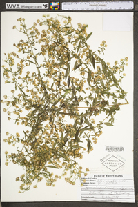 Symphyotrichum lanceolatum subsp. lanceolatum var. lanceolatum image