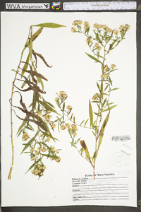 Symphyotrichum lanceolatum subsp. lanceolatum var. lanceolatum image